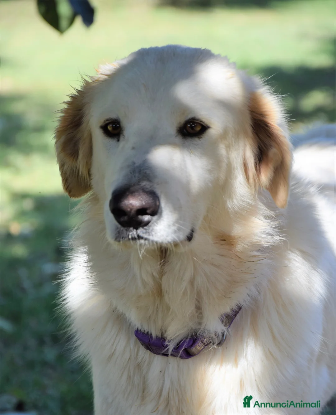 Pastore Maremmano cani in regalo: ROSETTA,giocherellona e sguardo fiero a Pomezia - Annuncio 3