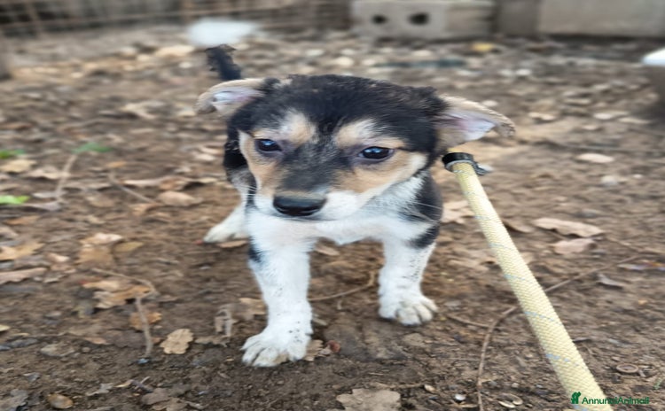 Meticcio cani - Annuncio 13