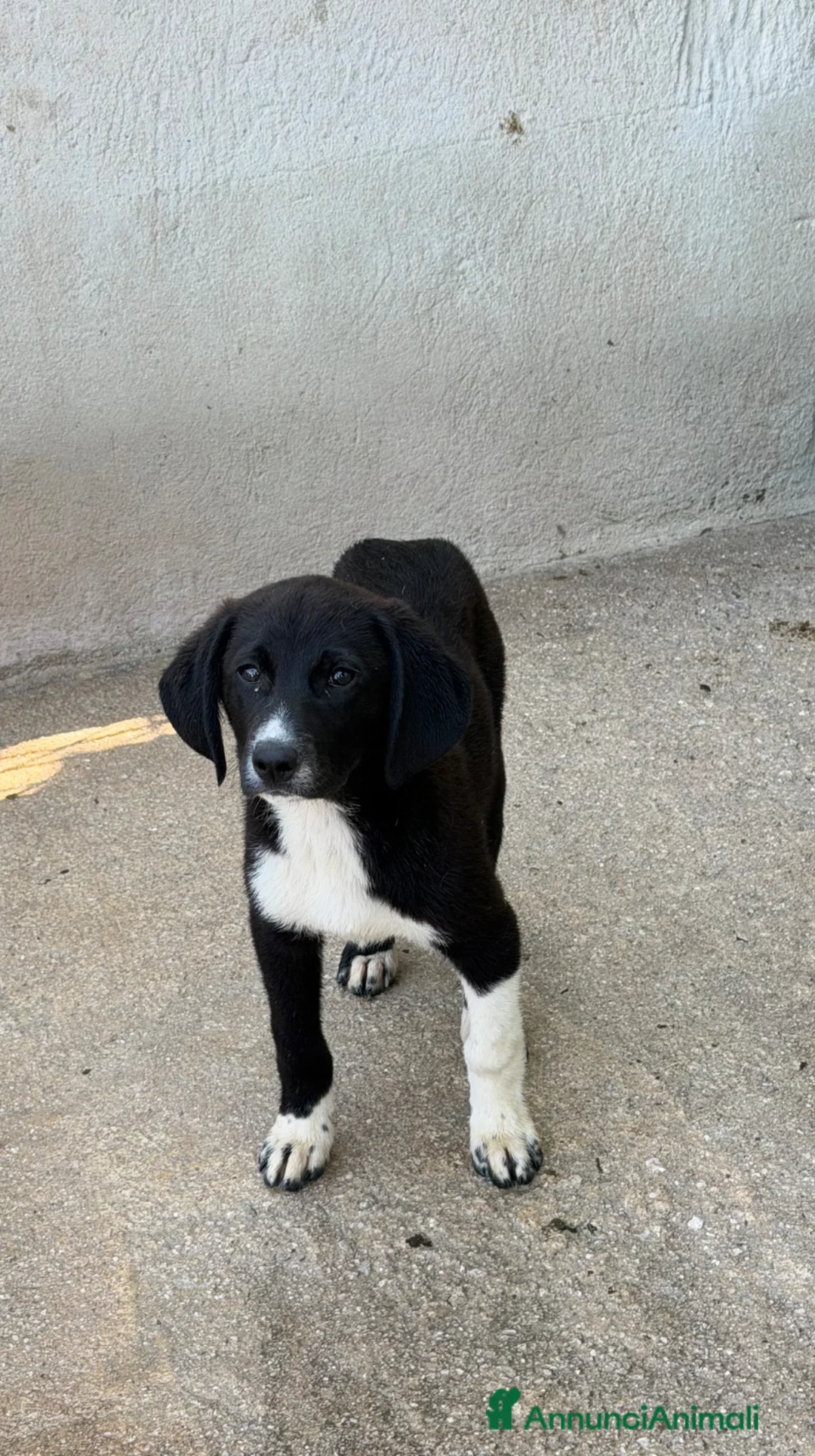 Meticcio cani in regalo: Cuccioli tg media a Provincia di Varese - Annuncio 5