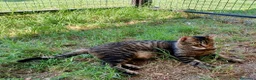 Europeo gatti in regalo: Gattino maschio 4 anni testato e sterilizzato  a Città Metropolitana di Bologna - Annuncio 4