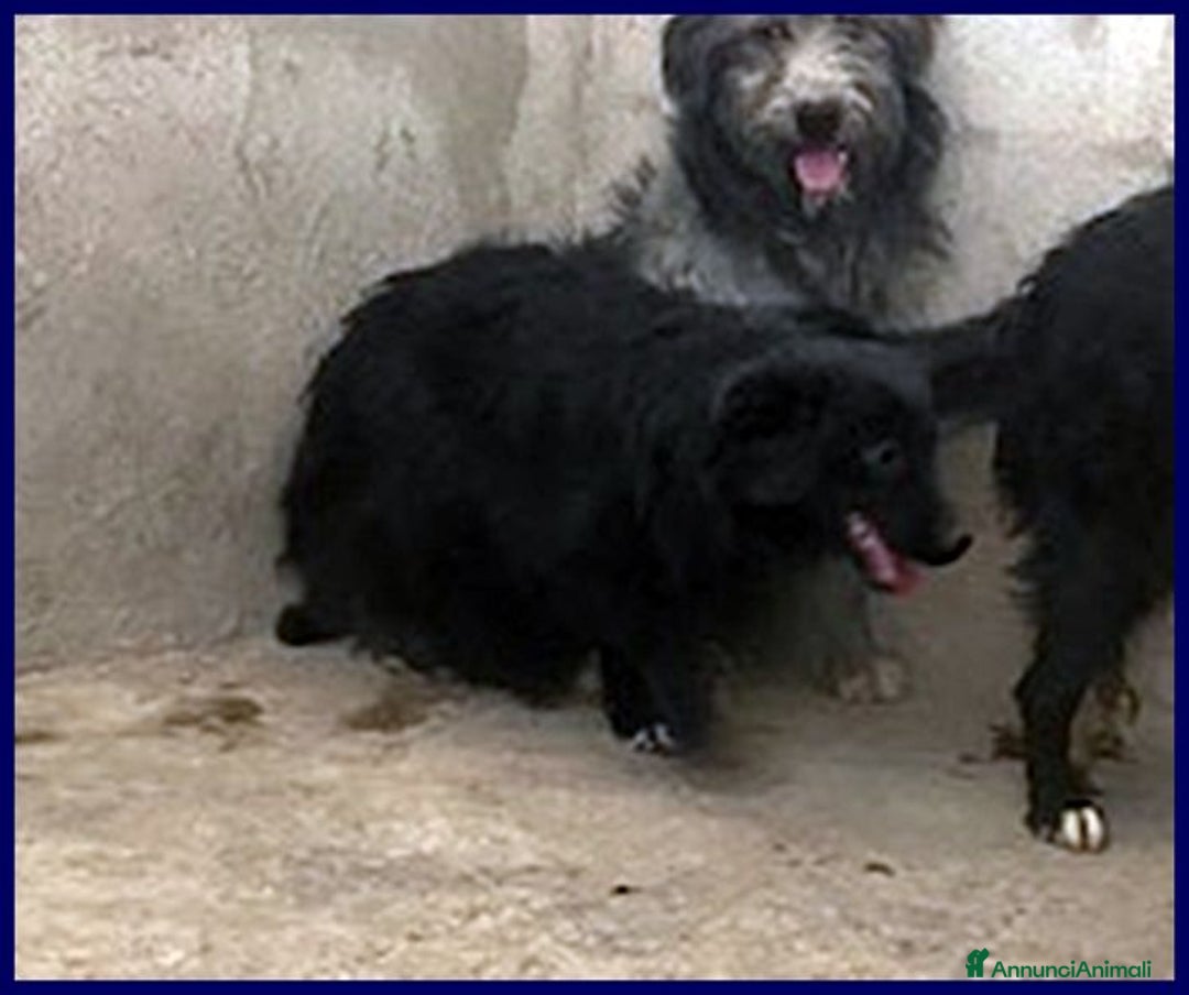 Meticcio cani in regalo: ARABELLA timida curiosetta - tg media - Annuncio 2