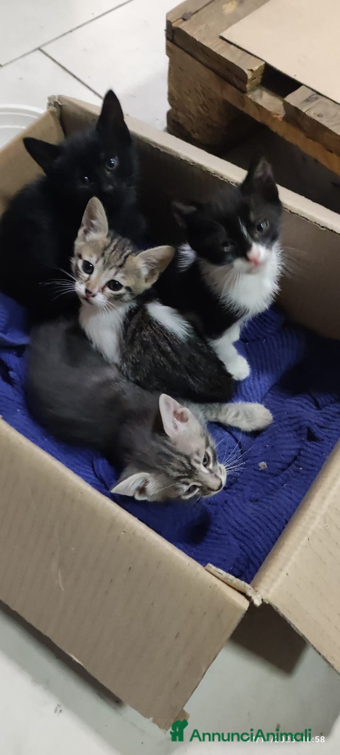 Europeo gatti in regalo: GATTINI CERCANO CASA - Annuncio 4