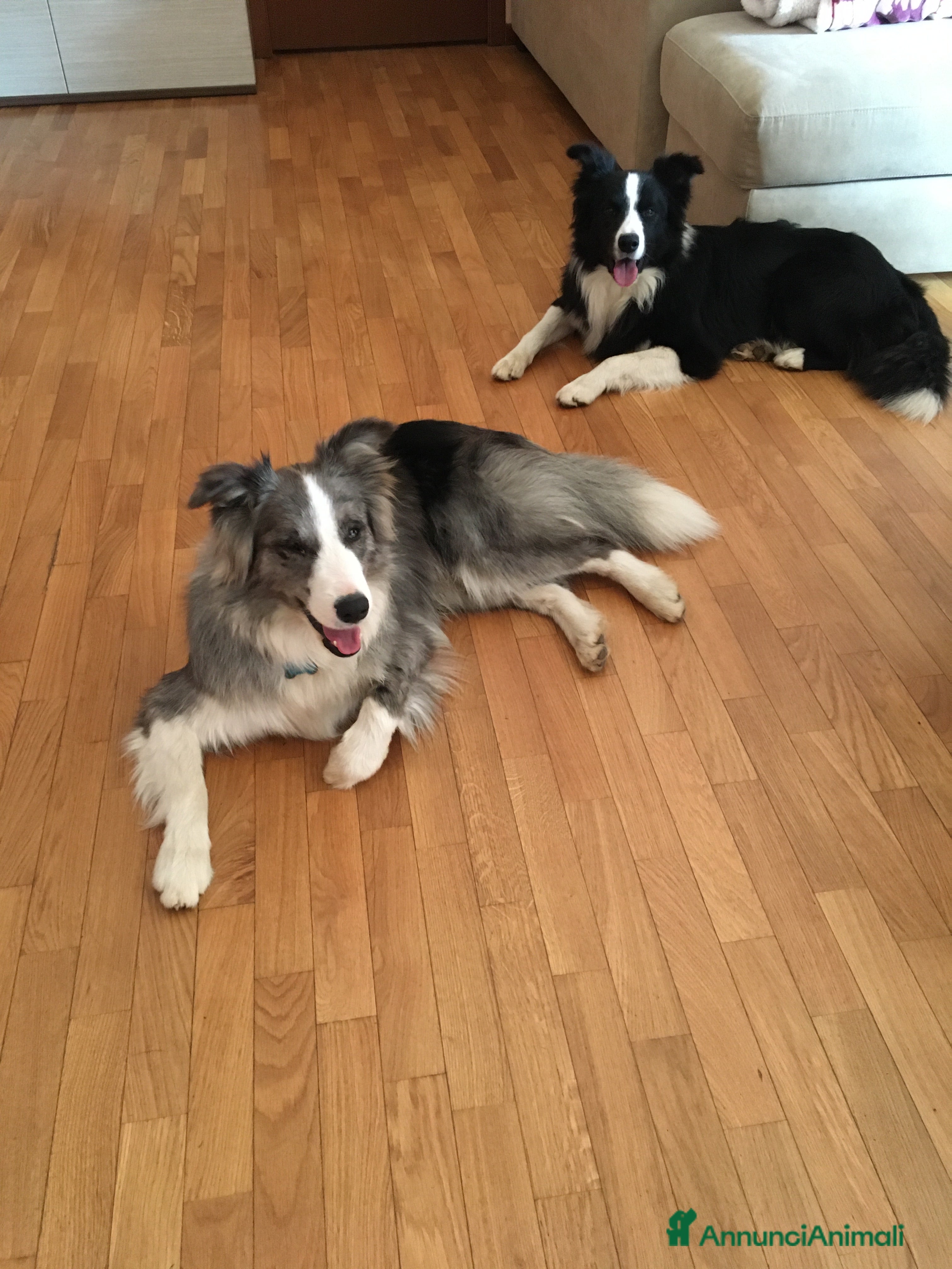 Border Collie cani Maschi Border Collie puro per accoppiamento  a Provincia di Varese - Annuncio 1