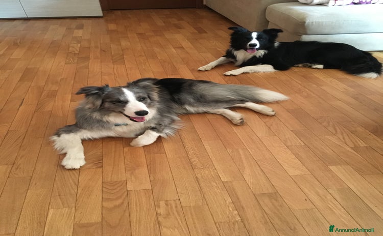 Border Collie cani a Provincia di Varese - Annuncio 2