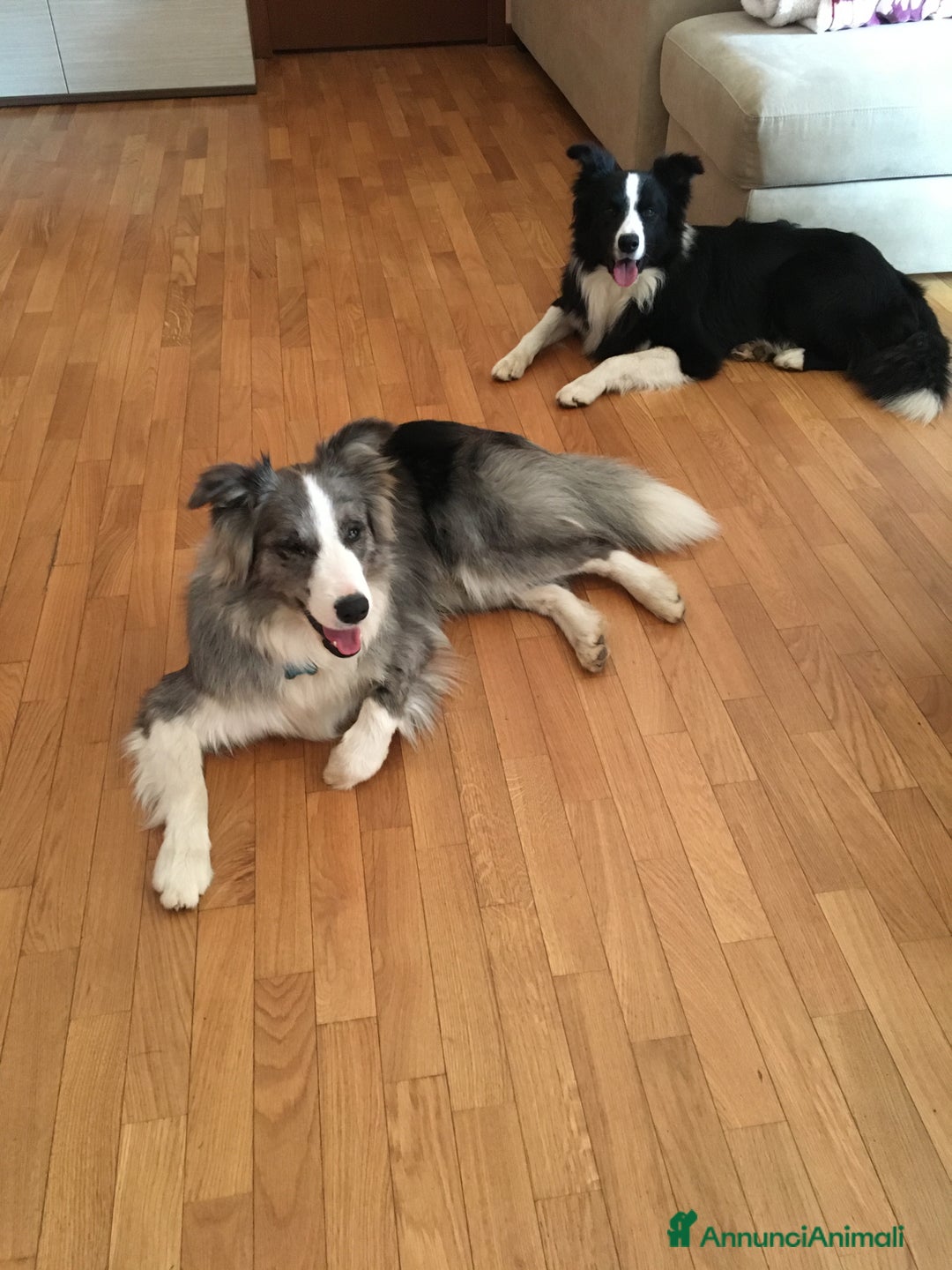 Border Collie cani per accoppiamento: Maschi Border Collie puro per accoppiamento  a Provincia di Varese - Immagine 1