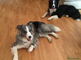 Border Collie cani Maschi Border Collie puro per accoppiamento a Provincia di Varese - Annuncio 1