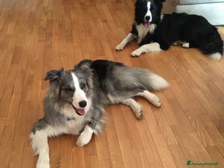 Border Collie cani Maschi Border Collie puro per accoppiamento a Provincia di Varese - Annuncio 2