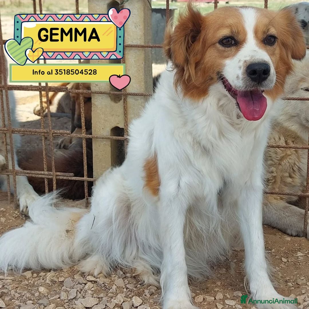 Meticcio cani Gemma 3 anni e mezzo cerca casa tg medio piccola - Annuncio 7