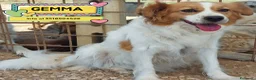 Meticcio cani in regalo: Gemma 3 anni e mezzo cerca casa tg medio piccola - Annuncio 1