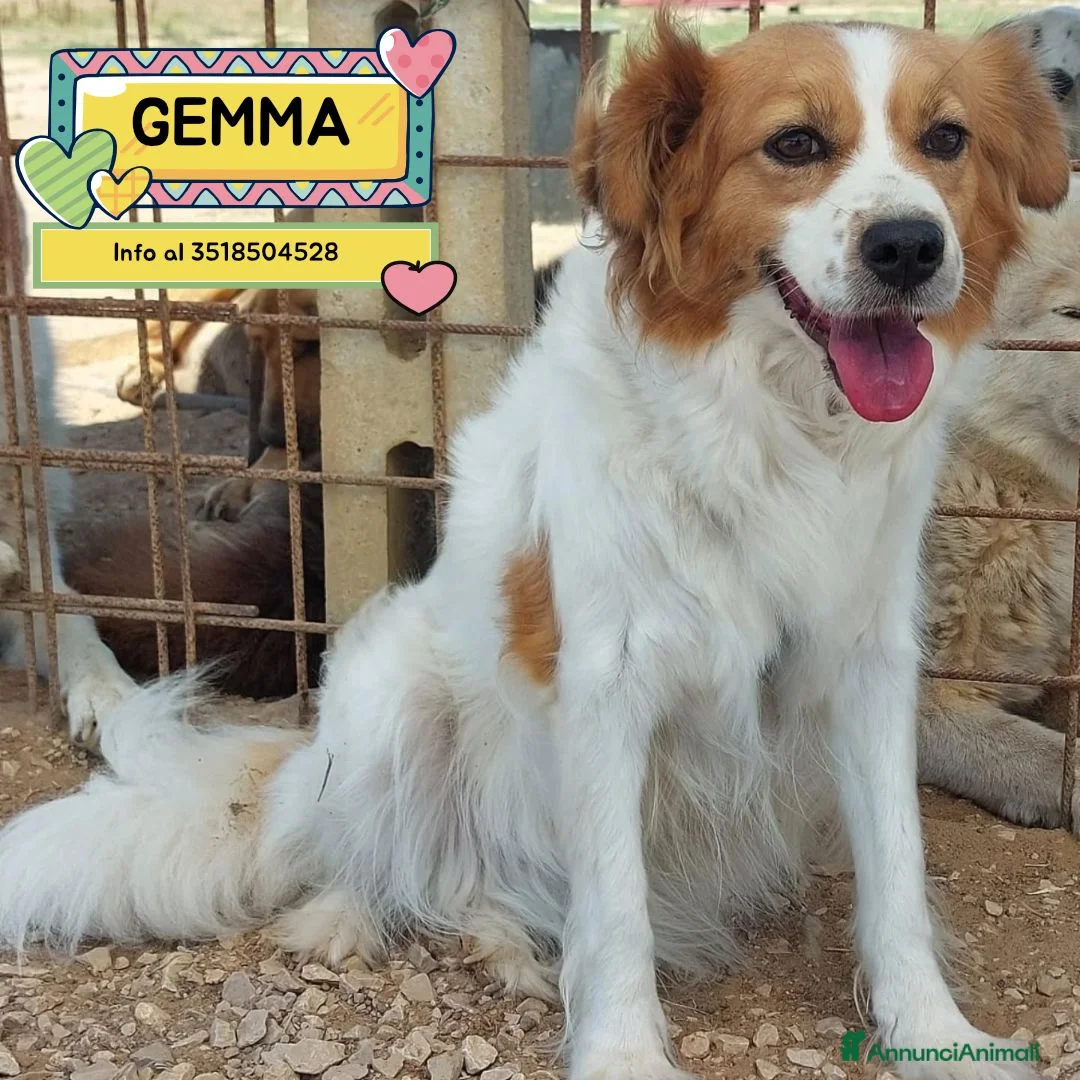 Meticcio cani in regalo: Gemma 3 anni e mezzo cerca casa tg medio piccola - Annuncio 1