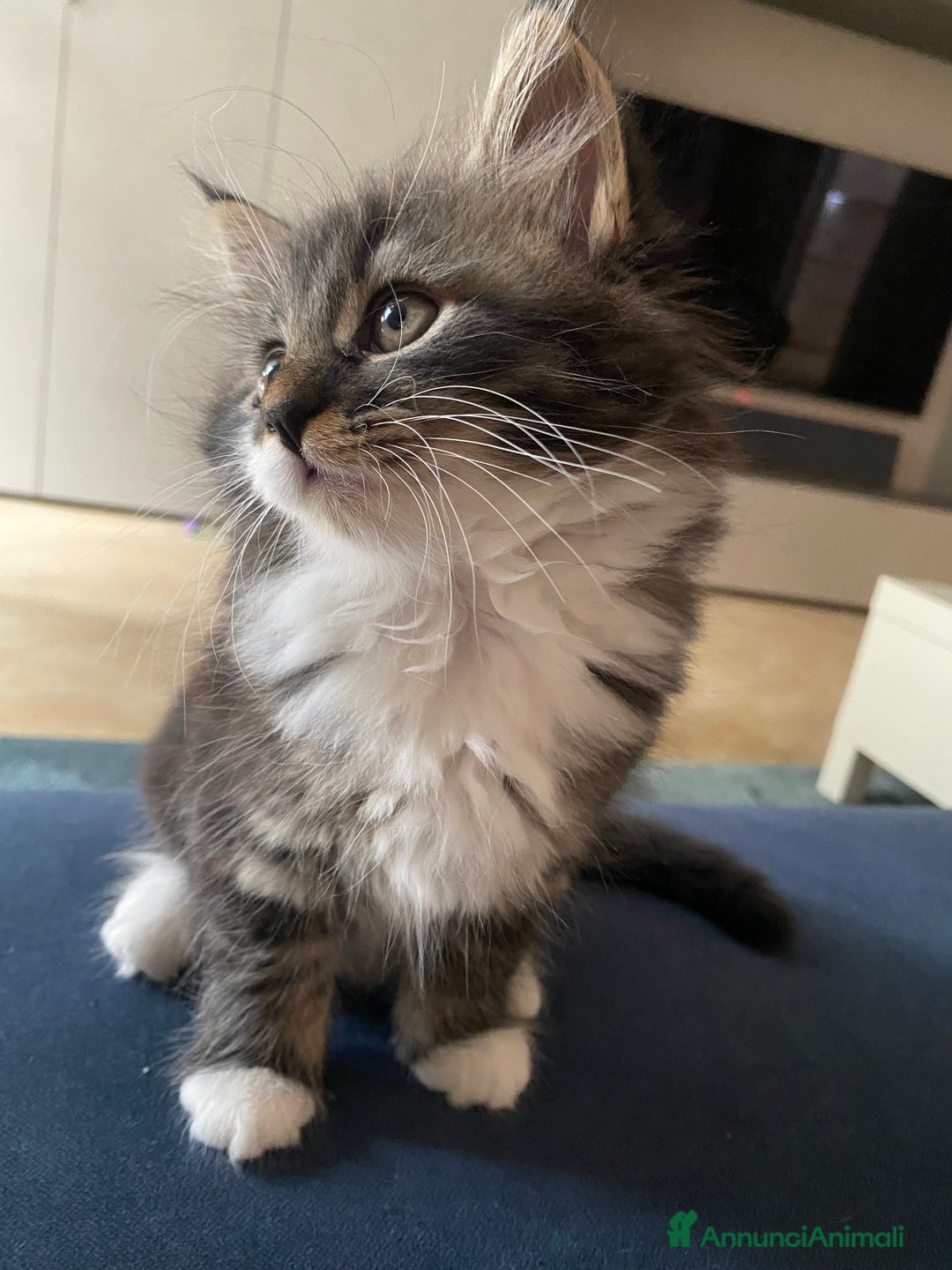 Siberiano gatti in vendita: Gattini siberiani a Provincia di Padova - Immagine 4