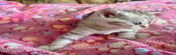 Scottish gatti in vendita: Cuccioli Scottish Fold e Straight con Pedigree - Annuncio 8
