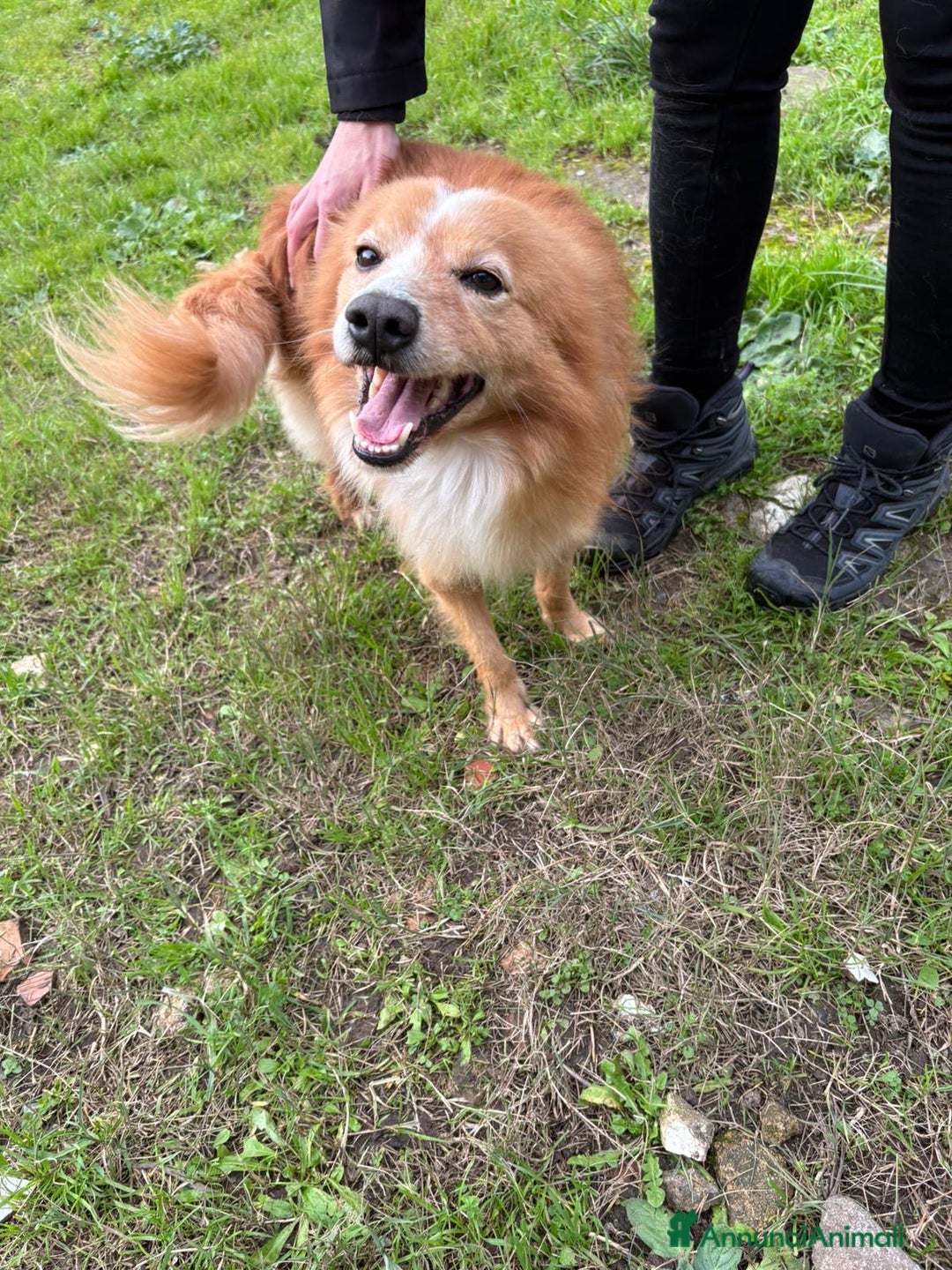 Meticcio cani in regalo: RICKY. 💙 - simil volpino taglia piccola - Annuncio 3