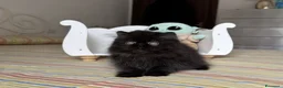 Persiano gatti in vendita:  Annarita Oh, Bambina! - Annuncio 2