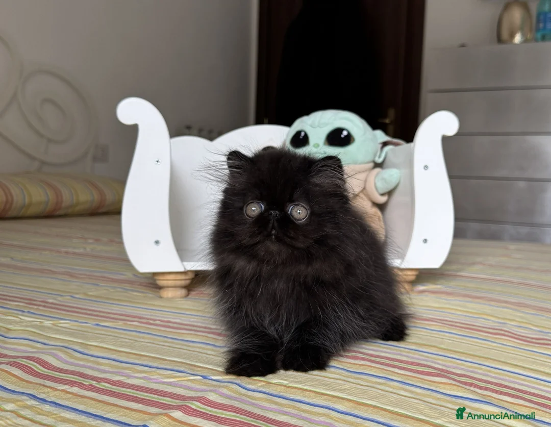 Persiano gatti in vendita:  Annarita Oh, Bambina! - Annuncio 2