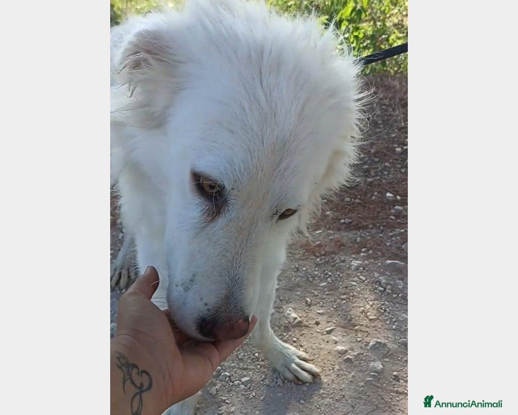 Meticcio cani LOKI, derivato pastore abruzzese cane Maschio a Latina - Annuncio 39