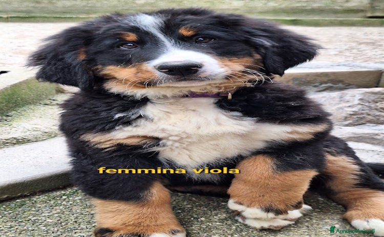 Bovaro del Bernese cani a Provincia autonoma di Trento - Annuncio 2
