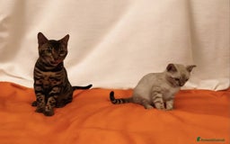 Bengala gatti in vendita: Cuccioli Bengala  - Immagine 1