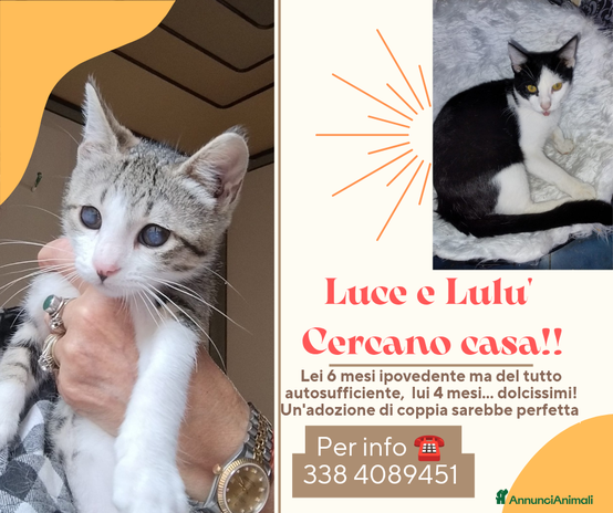 Europeo gatti - Annuncio 1