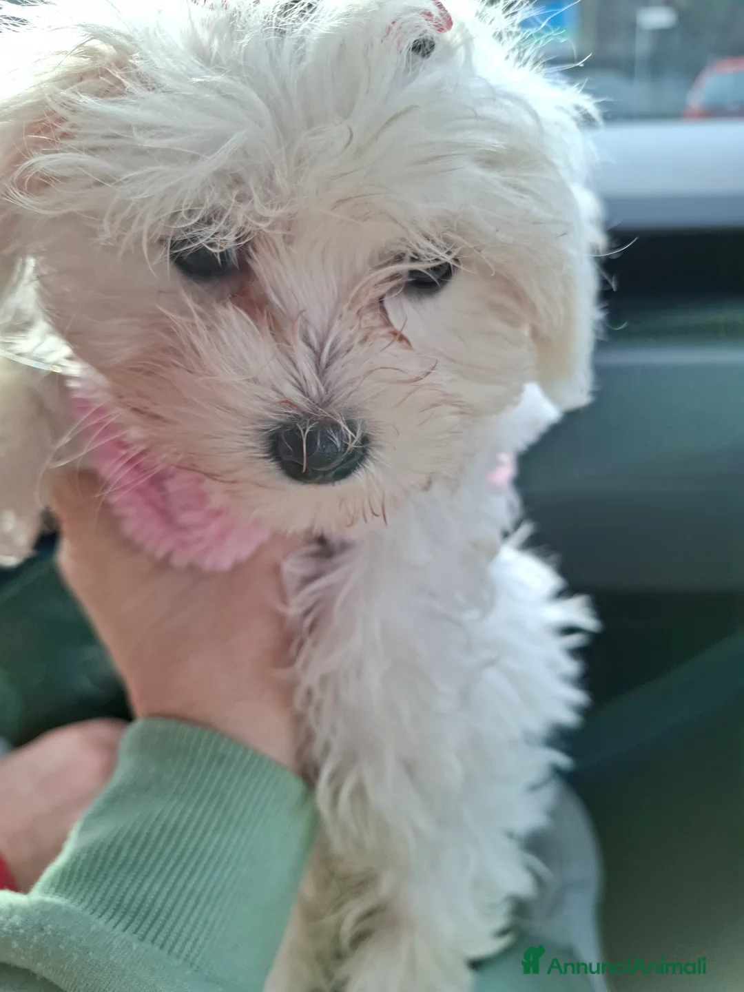 Maltese cani in vendita: MALTESINI TOY - Annuncio 3
