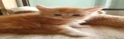 Maine Coon gatti in vendita: MAINE COON  - Annuncio 4