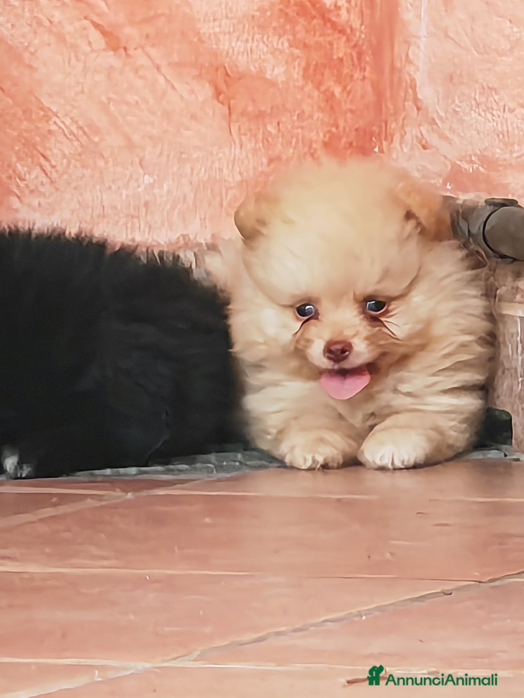 Spitz cani in vendita: Cuccioli Spitz tedesco piccolo ( kleispitz)  a Provincia di Cremona - Immagine 6
