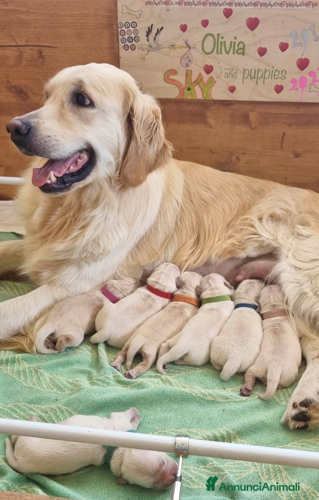 Golden Retriever cani in vendita: CUCCIOLI GOLDEN RETRIEVER - Annuncio 3