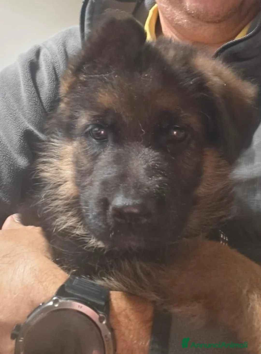 Pastore Tedesco cani in vendita: 🐾CUCCIOLI DI PASTORE TEDESCO – SANGUE DI CAMPIONI - Annuncio 3