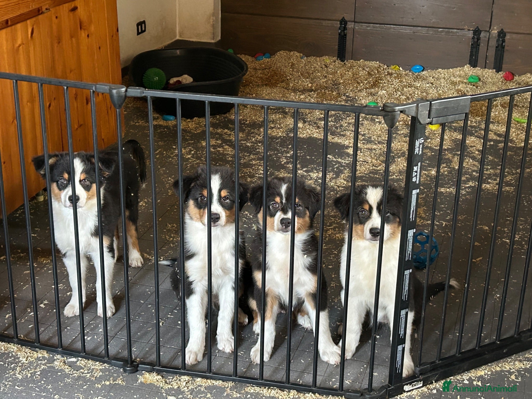 Australian Shepherd cani Bellissime cucciole di pastore australiano - Annuncio 3
