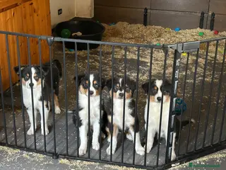 Australian Shepherd cani Bellissime cucciole di pastore australiano - Annuncio 1