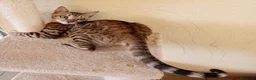 Bengala gatti in vendita: Gatto Bengala femmina  - Annuncio 5
