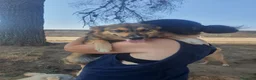 Meticcio cani in regalo: BRENDA 🩷 PRIMA TIMIDA, POI TUTTA COCCOLE a Città Metropolitana di Bologna - Annuncio 8