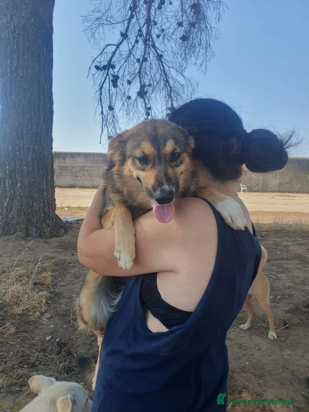 Meticcio cani in regalo: BRENDA 🩷 PRIMA TIMIDA, POI TUTTA COCCOLE a Città Metropolitana di Bologna - Annuncio 8