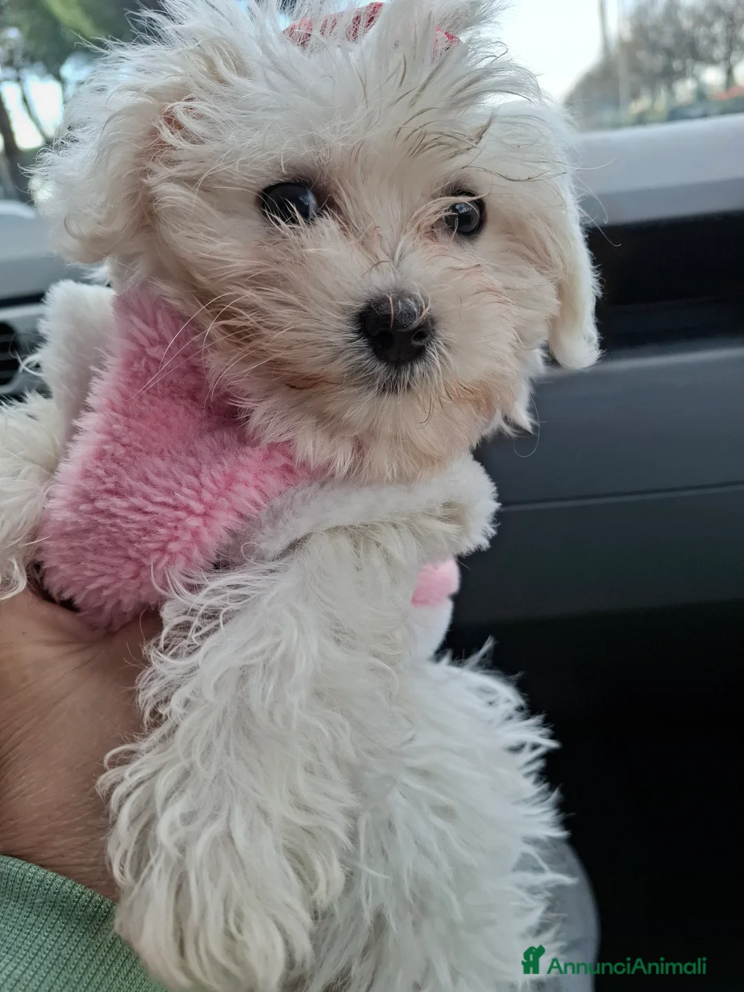 Maltese cani in vendita: MALTESINI TOY - Annuncio 4