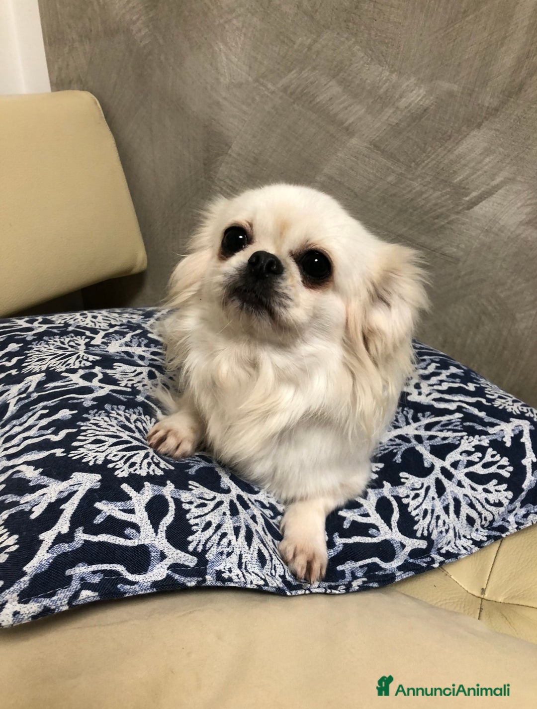 Chihuahua cani in vendita: Chihuahua femmina a pelo lungo  - Annuncio 8