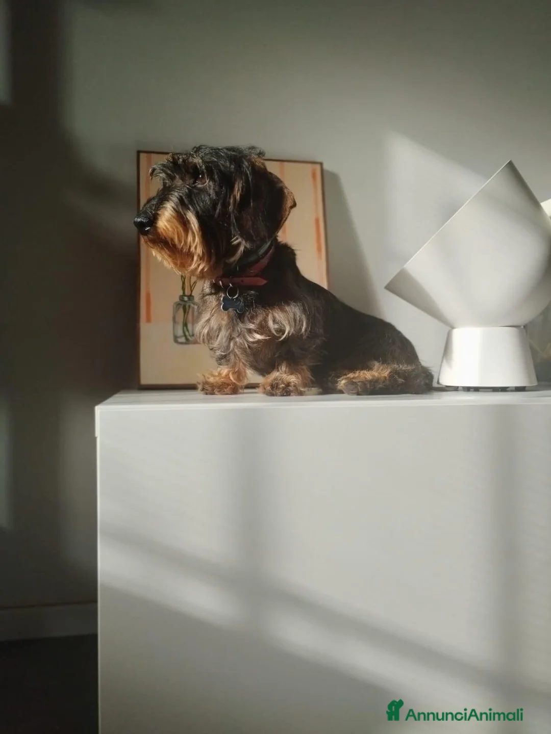 Bassotto Nano cani per accoppiamento: Bassotto nano a pelo duro a Provincia di Pesaro e Urbino - Annuncio 1