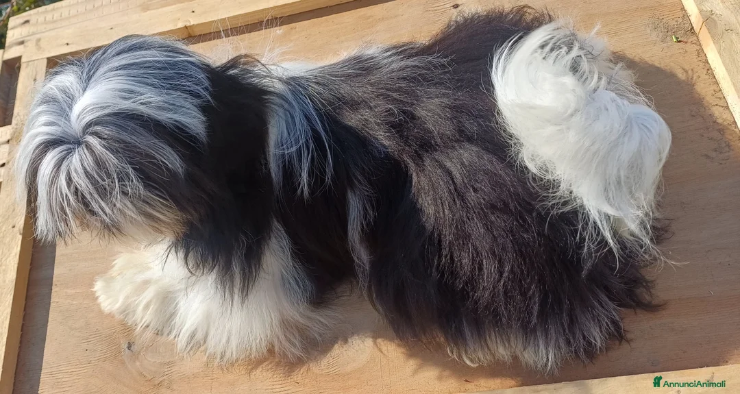 Shih Tzu cani in vendita: Cucciolo shih-tzu  - Annuncio 6