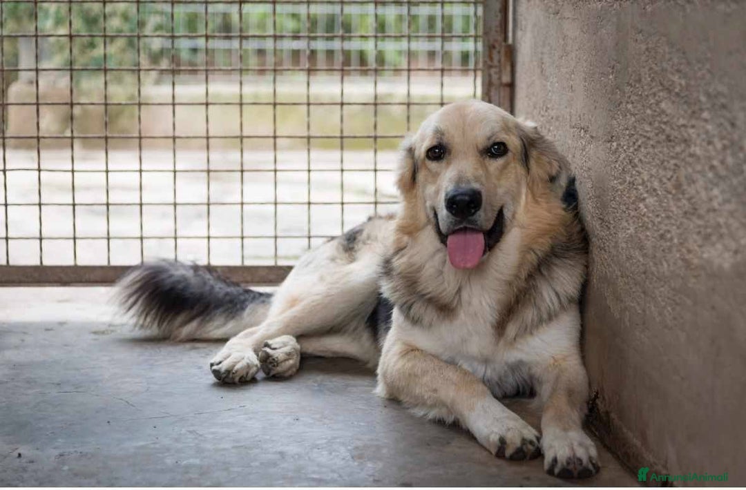 Meticcio cani in regalo: LEONE, cagnolone straordinario! Tg grande. - Annuncio 2