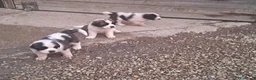 San Bernardo cani in vendita: Cuccioli di San Bernardo  a Città Metropolitana di Bologna - Annuncio 3