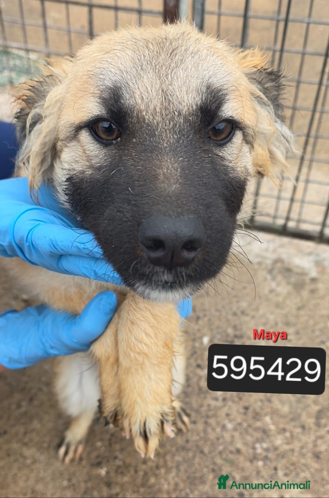 Meticcio cani in regalo: Fede Cristina Maya Ettore Tobia Denis - Annuncio 3