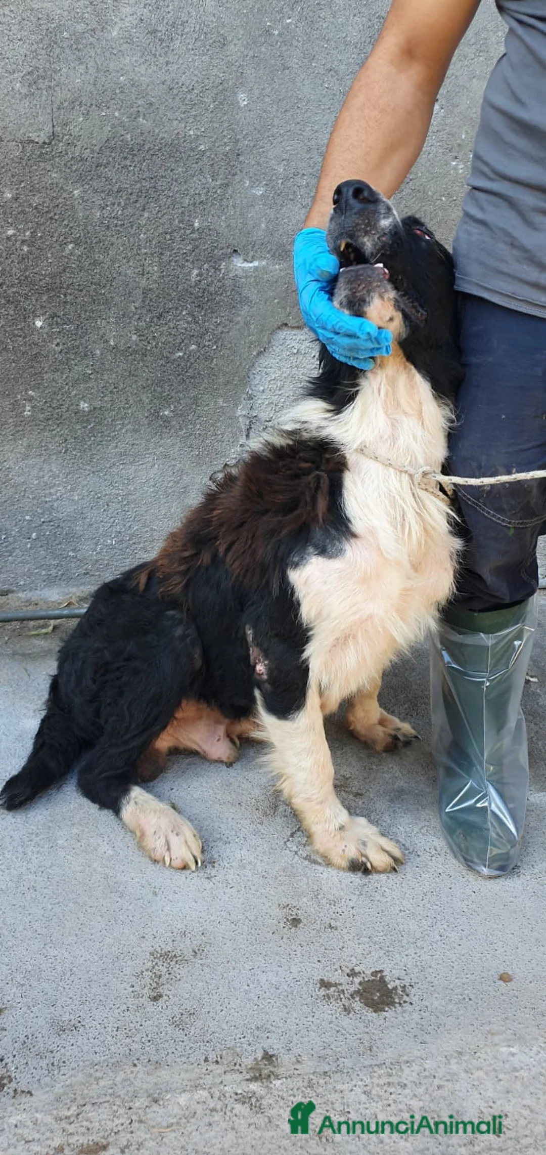 Cane di Mannara cani in regalo: Boris, cane di mannara in canile - Annuncio 2