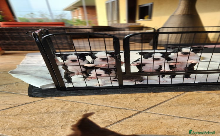 Boston Terrier cani a Città Metropolitana di Torino - Annuncio 2