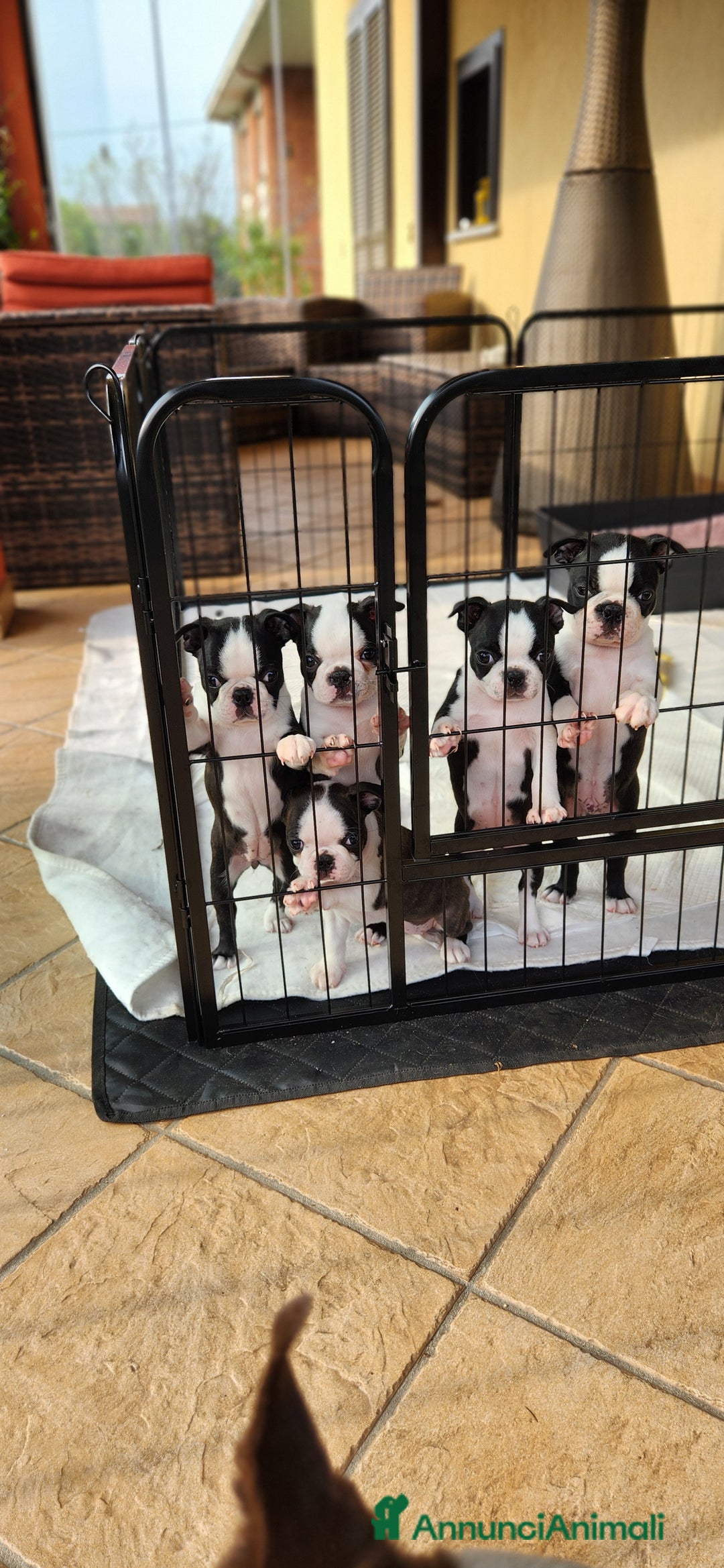 Boston Terrier cani in vendita: Cuccioli Boston Terrier a Città Metropolitana di Torino - Immagine 1