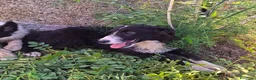 Meticcio cani in regalo: DRUSILLA 🩷 È ANCORA QUI. MA PERCHÉ? 🙏🏻 a Provincia di Macerata - Annuncio 5