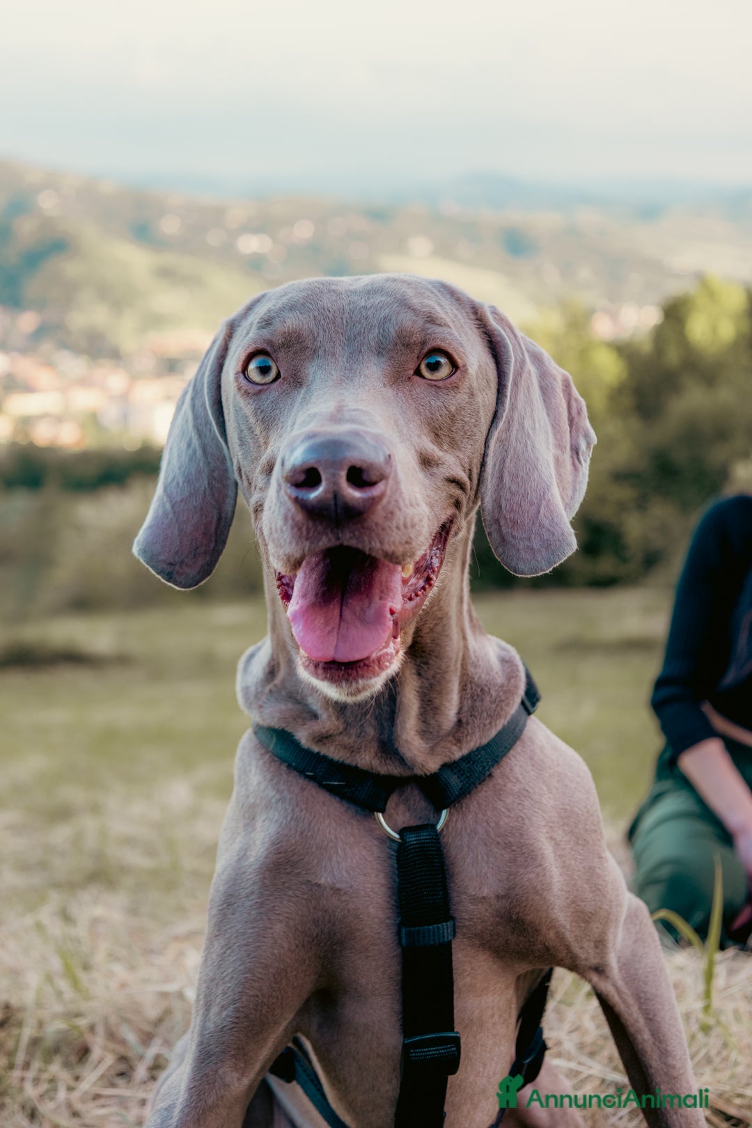 Weimaraner cani per accoppiamento: Weimaraner maschio - Annuncio 2