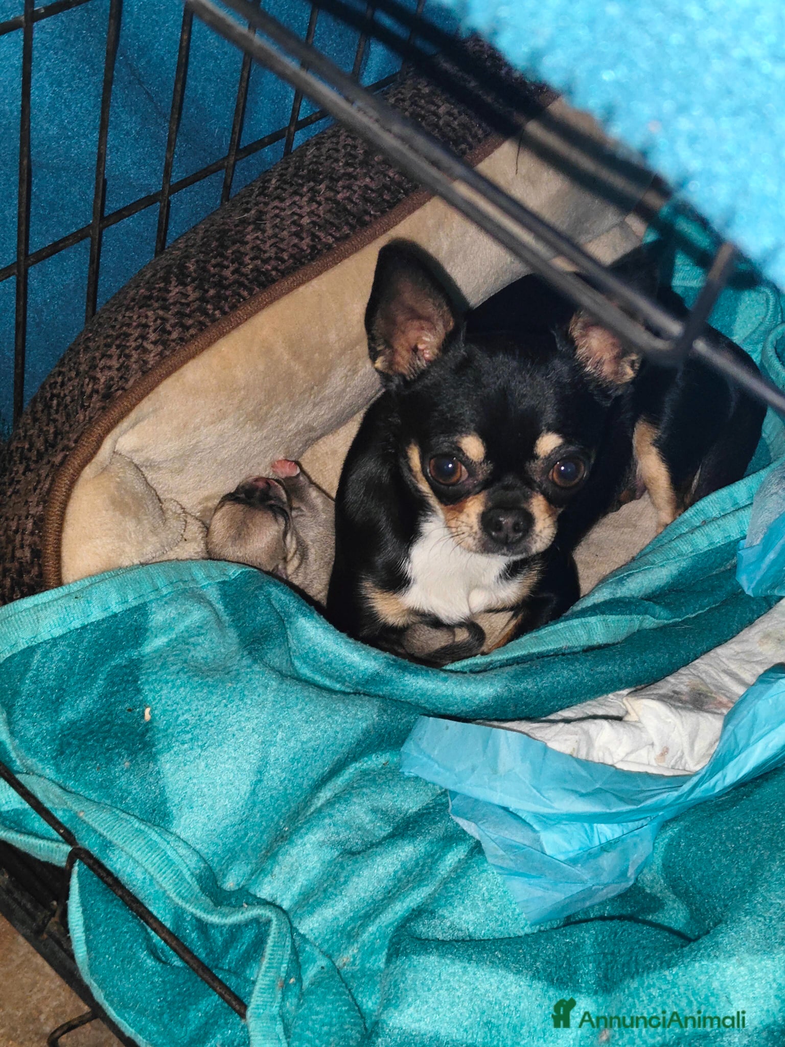 Chihuahua cani Cucciola di chihuahua - Annuncio 4