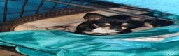 Chihuahua cani in vendita: Cucciola di chihuahua a Provincia di Piacenza - Annuncio 1