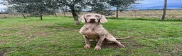 Weimaraner cani in vendita: Cucciolo weimaraner - Annuncio 2