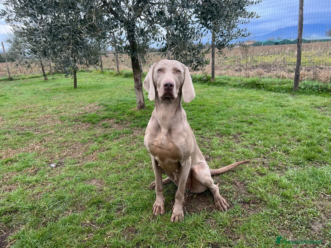 Weimaraner cani in vendita: Cucciolo weimaraner - Annuncio 2