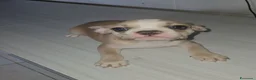 Bulldog Francese cani in vendita: Bulldog francese femmina  - Annuncio 5